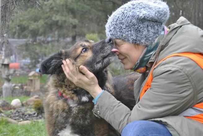 Miodek - w typie Długowłosy Owczarek Niemiecki; grzeczny