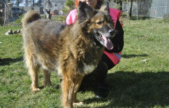 Miodek - w typie Długowłosy Owczarek Niemiecki; grzeczny