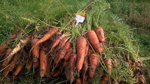 Buraki czerwone, ogórki, marchew: ekologiczne z ogródka.