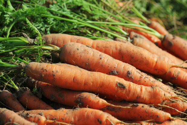 Buraki czerwone, ogórki, marchew: ekologiczne z ogródka.