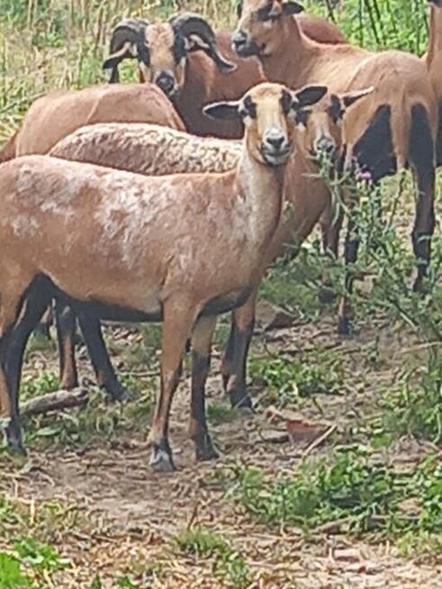Owce kameruński