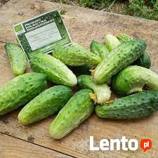 Buraki czerwone, ogórki, marchew: ekologiczne z ogródka.