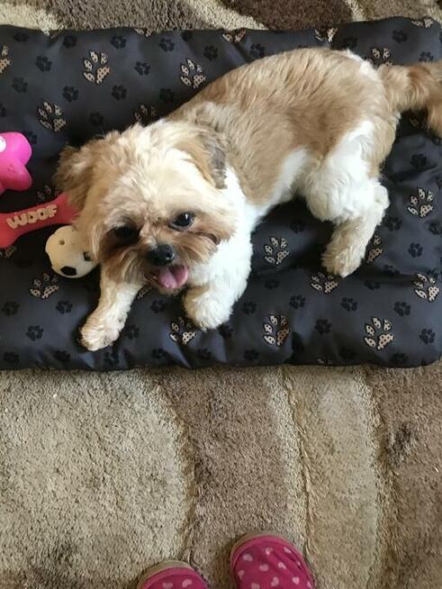 Piesek Shih-Tzu. Reproduktor. Posiadam również , szczenięta.