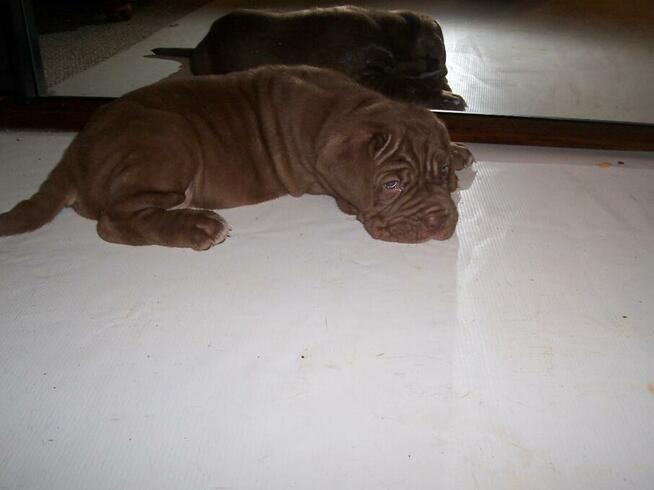 Mastino Napoletano.Mastif Neapolitański - szczenięta