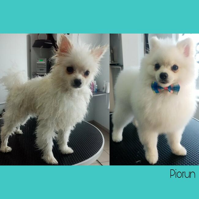 Psi fryzjer Reksio Zielona Góra