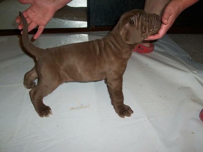 Mastino Napoletano.Mastif Neapolitański - szczenięta