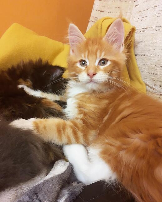 Maine coon kittens with FIFe pedigree