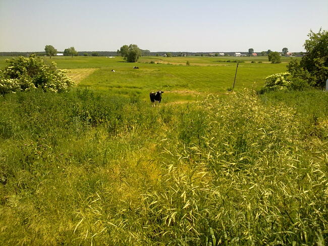 Siedlisko 4573 m2 sprzedam lub zamienię