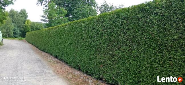 Formowanie żywopłotu, drzew i krzewów. BanGarden