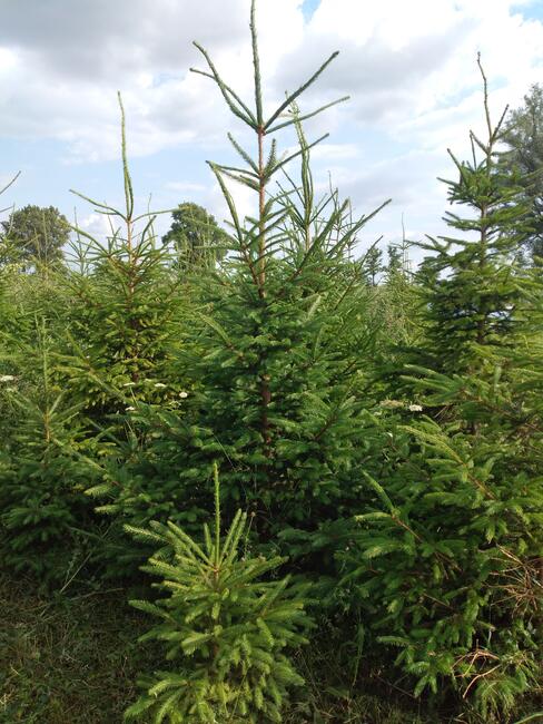 Świerk pospolity na choinki