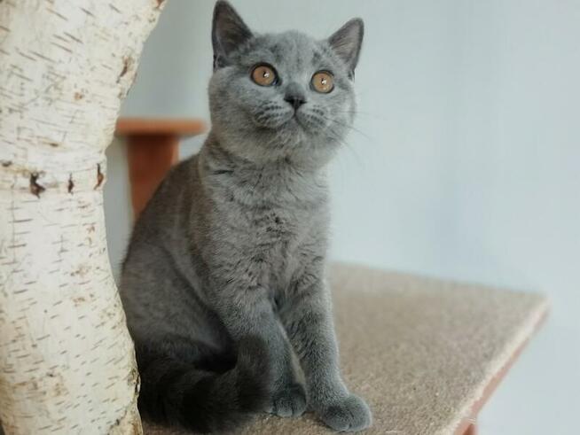 Piękne kocięta brytyjskie , rodowód Felis Polonia