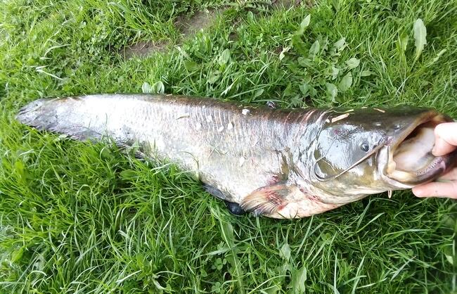 Sum afrykański z jeziora