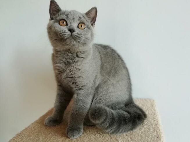 Piękne kocięta brytyjskie , rodowód Felis Polonia