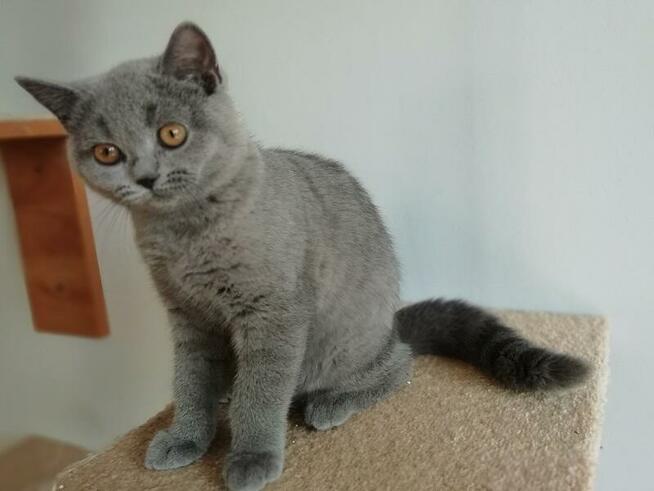 Piękne kocięta brytyjskie , rodowód Felis Polonia