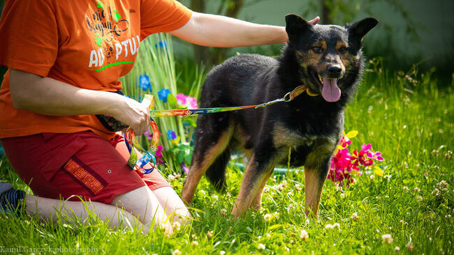 Skrzywdzony Alex pilnie potrzebuje domu!