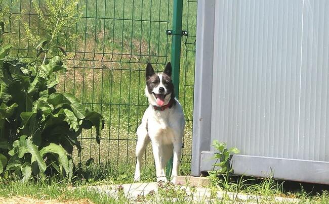 Pilne!! Sonia 3 let.uratowana z lasu szuka domu. Maria Lu