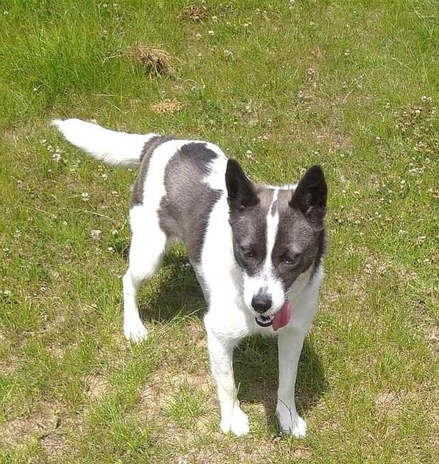 Pilne!! Sonia 3 let.uratowana z lasu szuka domu. Maria Lu