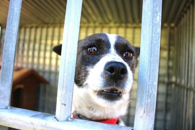 Pilne!! Sonia 3 let.uratowana z lasu szuka domu. Maria Lu