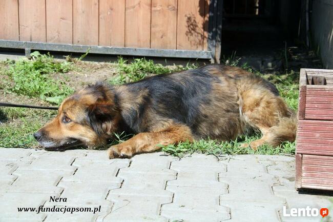 Nera - onieśmielona psinka