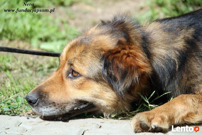 Nera - onieśmielona psinka