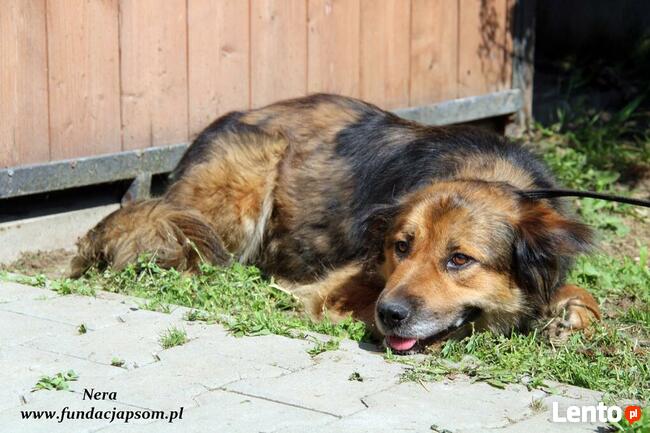 Nera - onieśmielona psinka