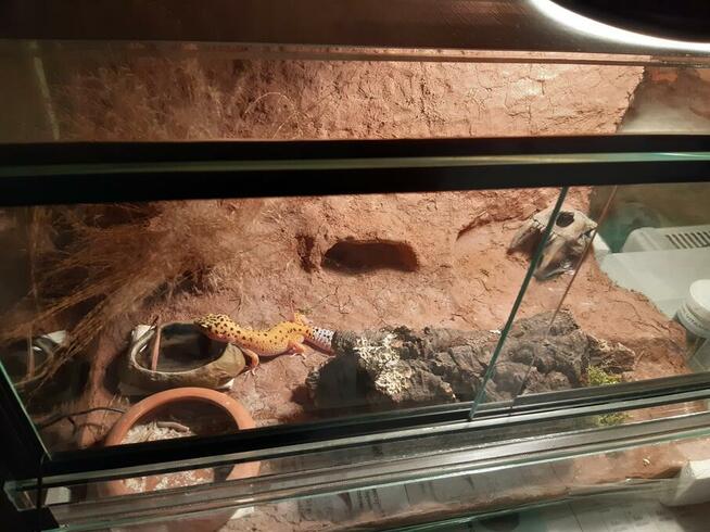 Sprzedam terrarium dla młodego gekona