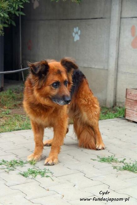 Cydr - długowłosy nieśmiałek