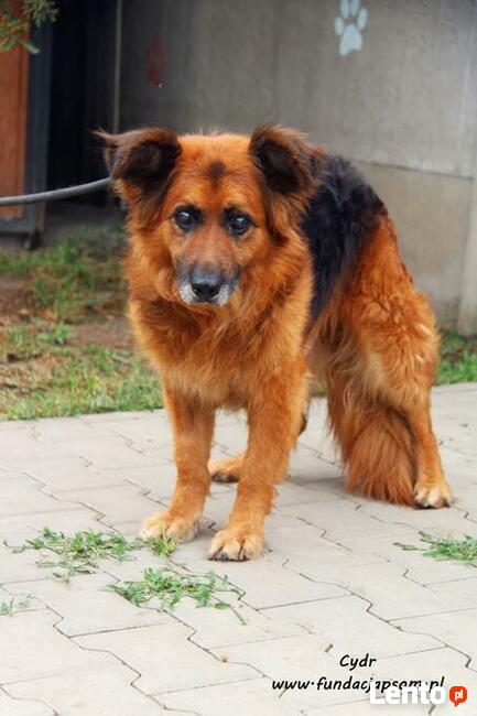 Cydr - długowłosy nieśmiałek