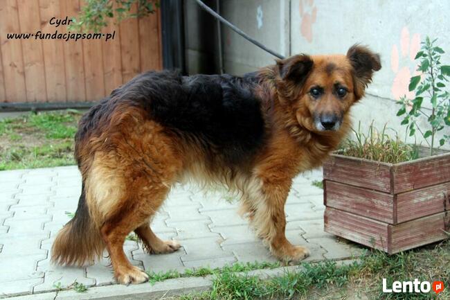 Cydr - długowłosy nieśmiałek