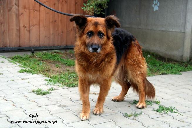 Cydr - długowłosy nieśmiałek