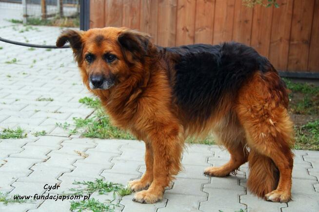 Cydr - długowłosy nieśmiałek