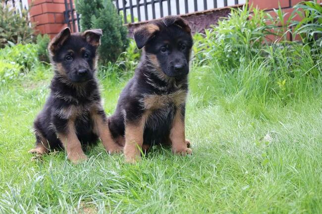 Sprzedam Szczenięta Owczarka Niemieckiego krótkowłosego