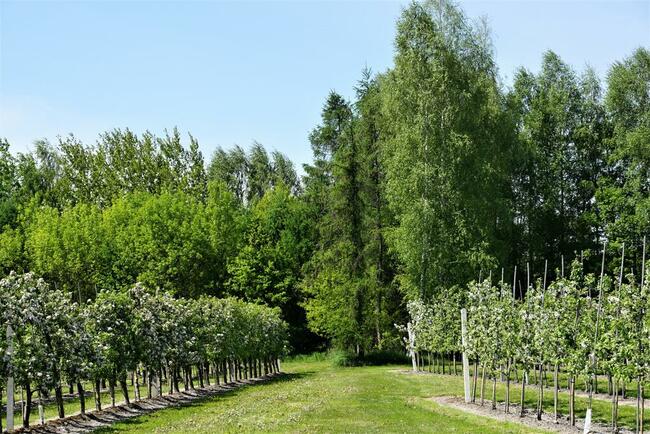 Dom i sady przy DK19/Via Carpatia/2km od Lubartowa