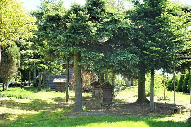 Dom i sady przy DK19/Via Carpatia/2km od Lubartowa