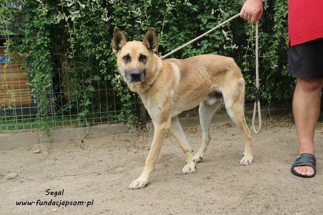 Segal - owczarkowaty pies