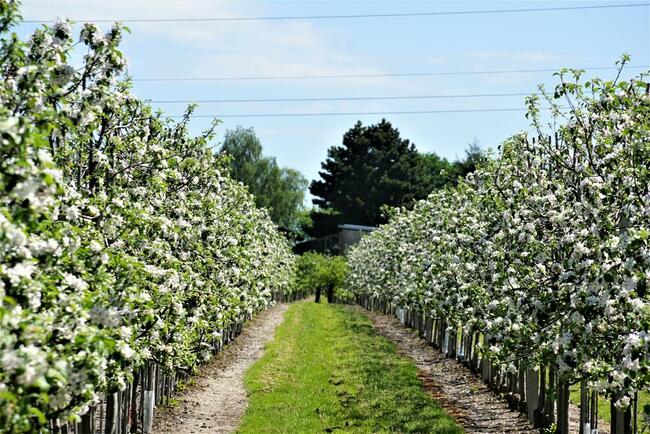 Dom i sady przy DK19/Via Carpatia/2km od Lubartowa
