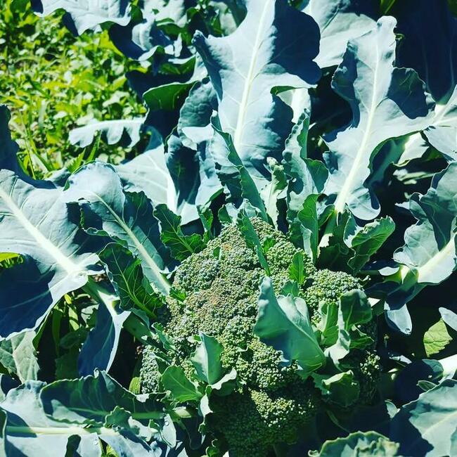 Warzywa prosto z pola- Eko skrzynka- Kurier!