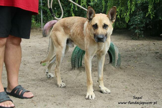 Segal - owczarkowaty pies