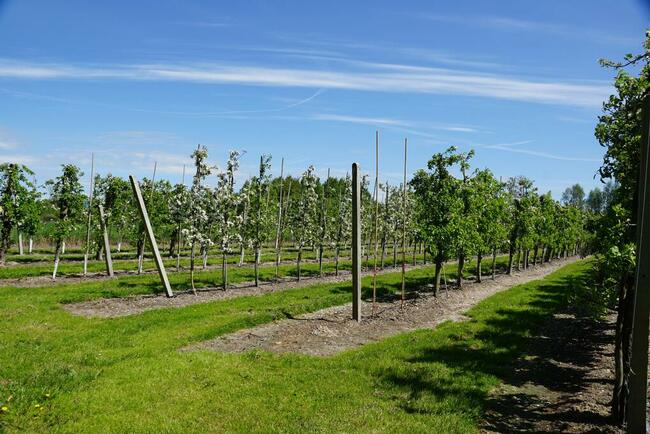 Dom i sady przy DK19/Via Carpatia/2km od Lubartowa