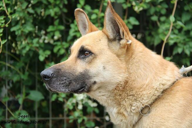 Segal - owczarkowaty pies