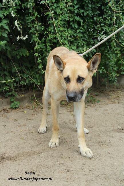 Segal - owczarkowaty pies