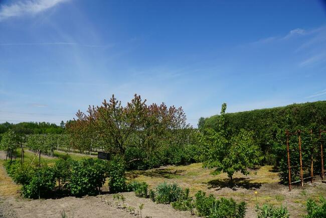 Dom i sady przy DK19/Via Carpatia/2km od Lubartowa