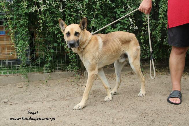 Segal - owczarkowaty pies