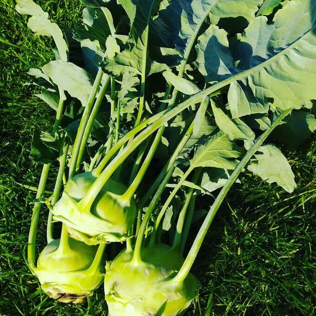 Warzywa prosto z pola- Eko skrzynka- Kurier!