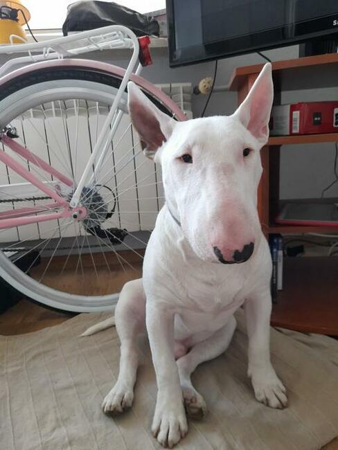 Piękny biały 9 miesięczny pies Bulterier