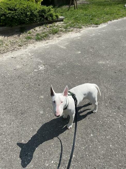 Piękny biały 9 miesięczny pies Bulterier