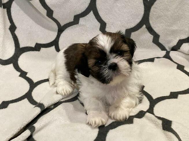 Szczenięta Rasy Shih-Tzu