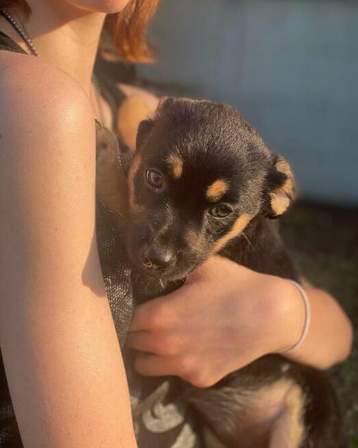 Buba malutka 10.12 tyg.sunieczka szuka domu Fundacja Futrz.