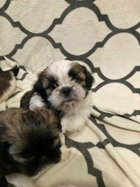 Szczenięta Rasy Shih-Tzu