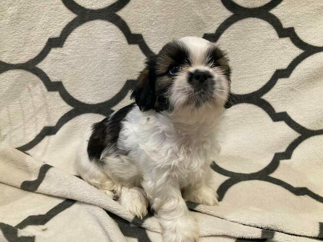 Szczenięta Rasy Shih-Tzu